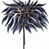 Black Dhalia