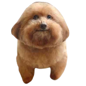 chriscarai 的头像