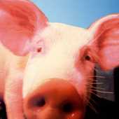 radi0pig 的头像