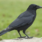 TheCorvusCrow 的头像