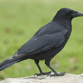 Avatar för TheCorvusCrow