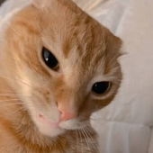 josehmn 的头像