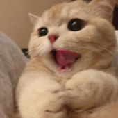 dedededddd3 的头像