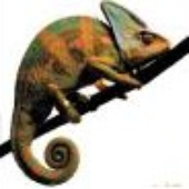 Avatar for The_Chameleon