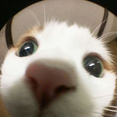 Avatar for Regittangolo