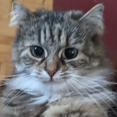 ikatie89 的头像