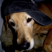 TheRealHailey 的头像