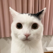 JeremyIsBased 的头像