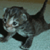 Awatar dla mrtruffle