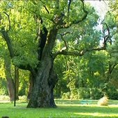 Sunny day and big tree