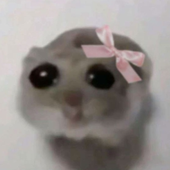 paolada さんのアバター