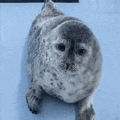 Avatar for snorlaxsoreal