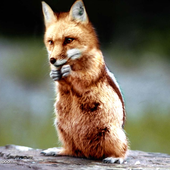 Avatar for FxSql