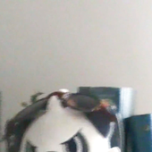 transgirls 的头像
