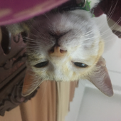 meiyuna 的头像