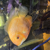 ZayneFish 的头像