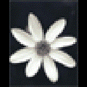 Avatar di nextik