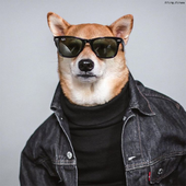 wowshiba 的头像