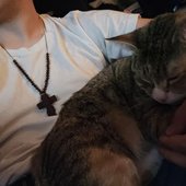 cat.jpg