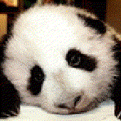 pensive_panda için avatar