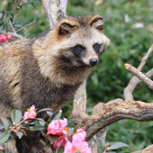 TanukiTime 的头像