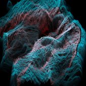 Rhizome