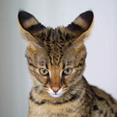 Avatar for serval-cat