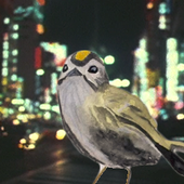 Kinglet22 的头像