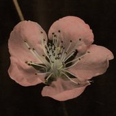 witch rose