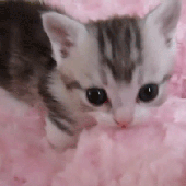lilgooberino 的头像