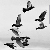 The Almighty Birds