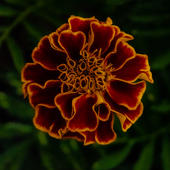 Avatar for bradainb