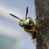 Avatar de philanthus