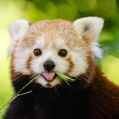 Avatar for mightredpanda