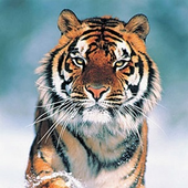 Avatar for friedeltiger