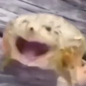 sebebeso 的头像