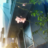 fluidEgo 的头像