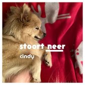cindy