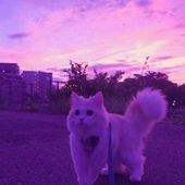 xDerpyy 的头像