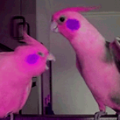 Frame from video clipe  who's that bird