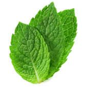 astromint099 的头像