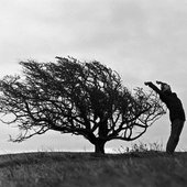 tree prayer