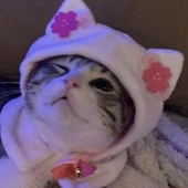 sammc33 的头像