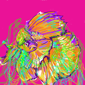 Avatar for Amandorrrr