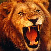 lion1997 için avatar