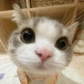 bagetti 的头像