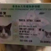 yletea 的头像