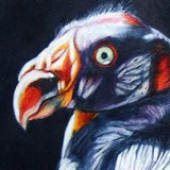 Avatar di casketvulture