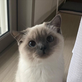 ashlayu 的头像