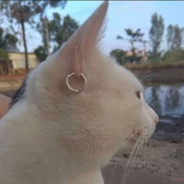 Avatar for vinibondage